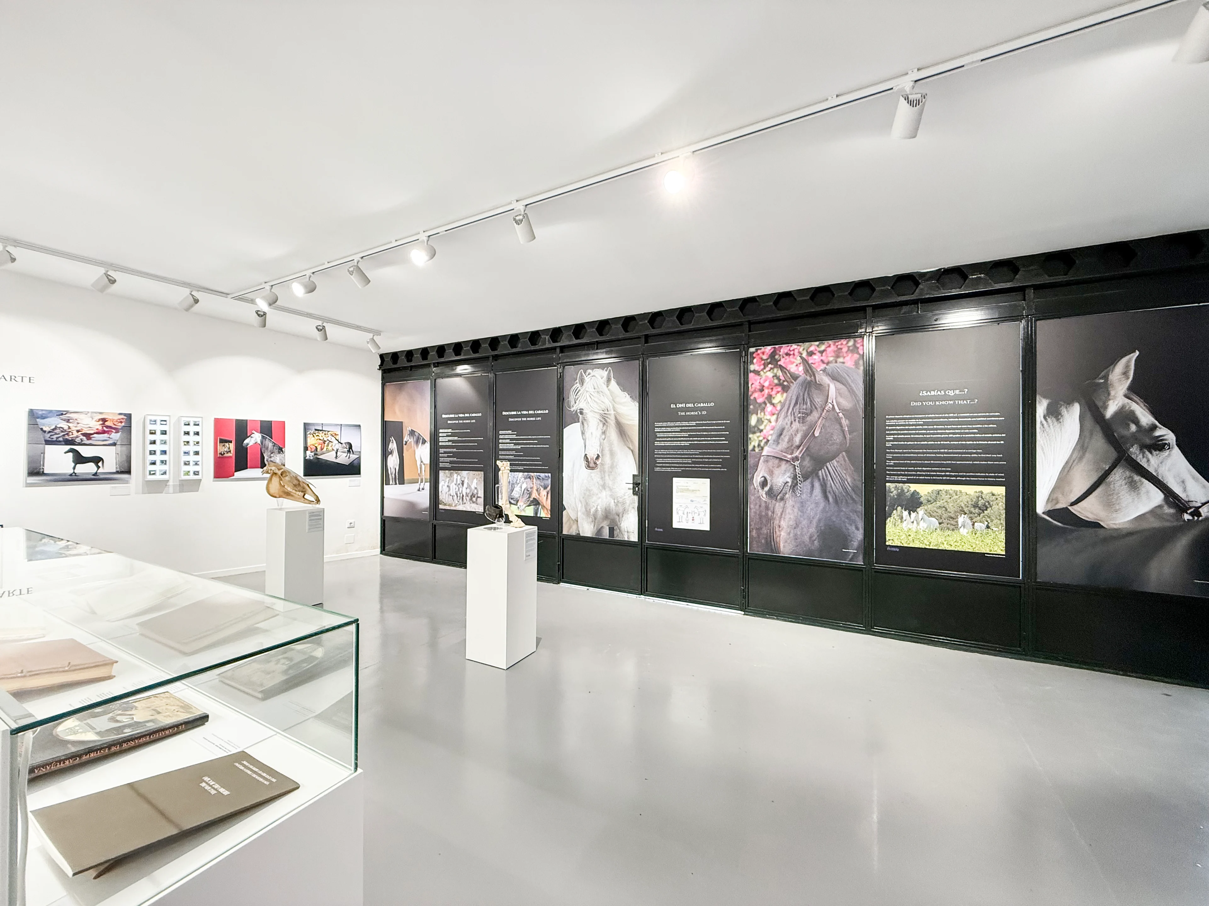 Vista de la exposición Cinco siglos del Caballo Cartujano con paneles fotográficos y vitrinas