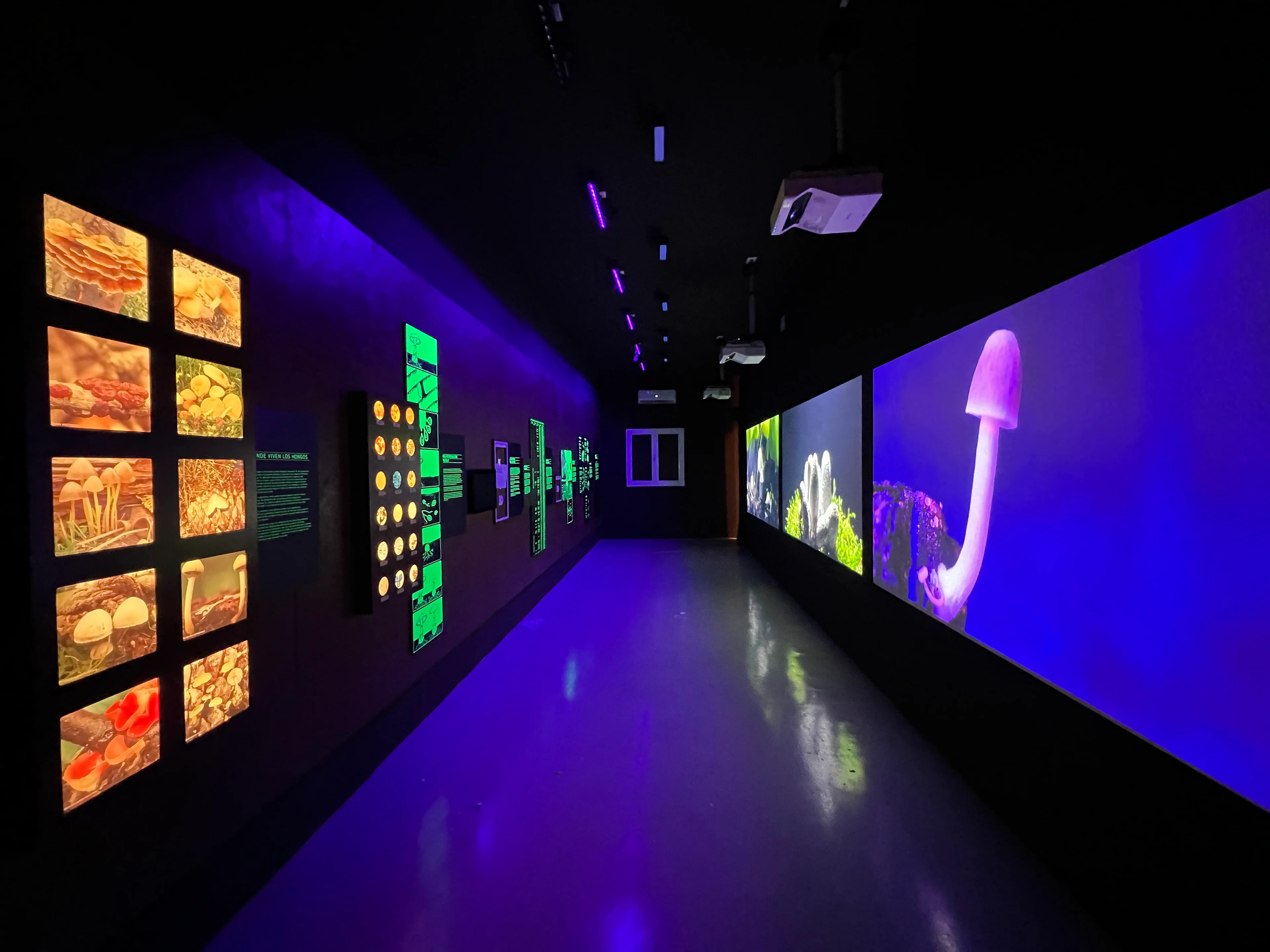 Espacio inmersivo del Museo Micológico de Tentudía con gráfica fluorescente y luz ultravioleta